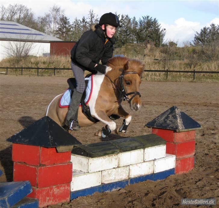 Shetlænder Hugo Boss*solgt* - Stjerne ponyen og Maria :D billede 16