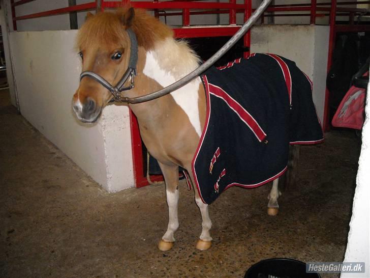 Shetlænder Hugo Boss*solgt* - Hugo :) billede 18