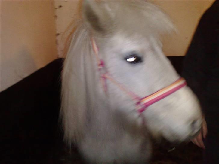 Anden særlig race Safir (SOLGT) billede 7