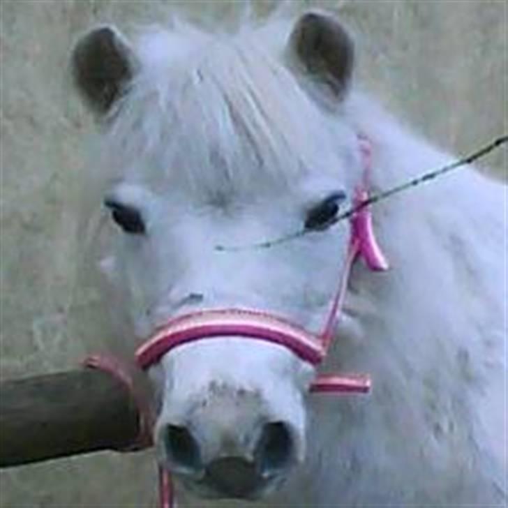 Anden særlig race Safir (SOLGT) billede 9