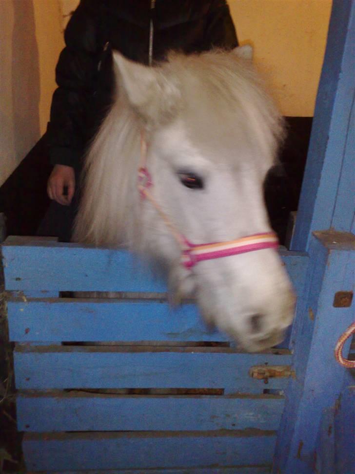 Anden særlig race Safir (SOLGT) billede 10