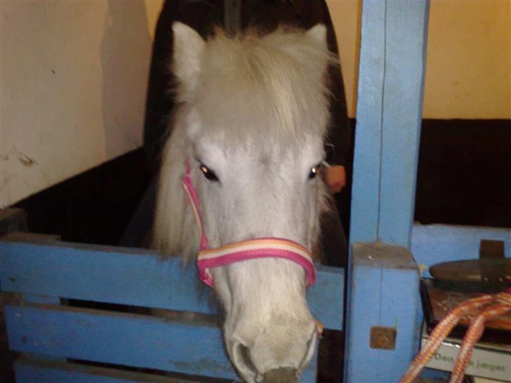 Anden særlig race Safir (SOLGT) billede 11