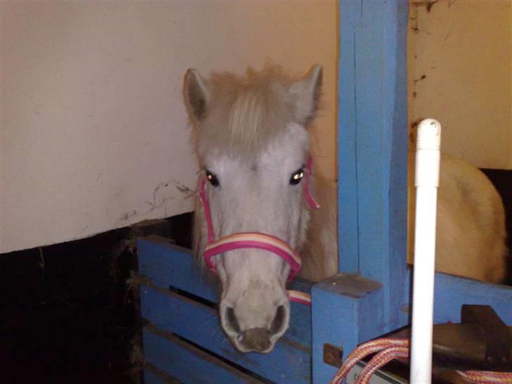 Anden særlig race Safir (SOLGT) billede 12