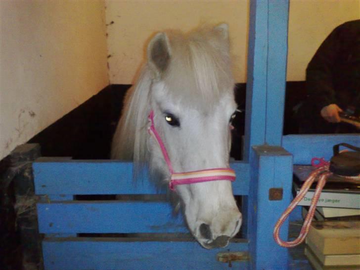 Anden særlig race Safir (SOLGT) billede 13