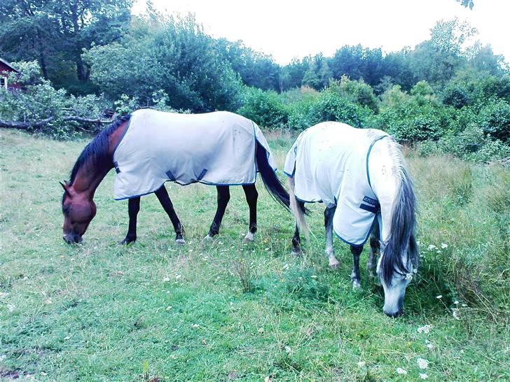 Anden særlig race Briljant  - på fold med brormand billede 1