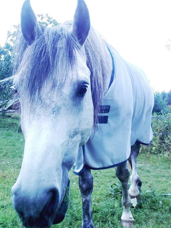 Anden særlig race Briljant  - hej:) billede 2