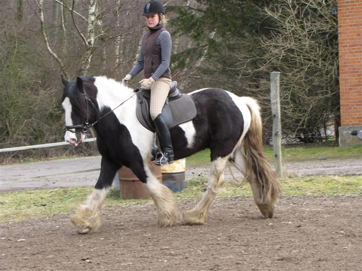 Irish Cob Zeus ( Rudi ) billede 6