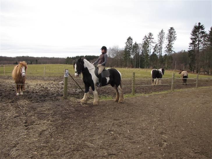 Irish Cob Zeus ( Rudi ) billede 7