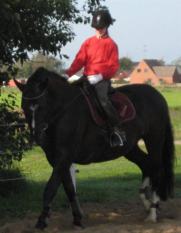 Oldenborg Eloise (solgt) billede 15