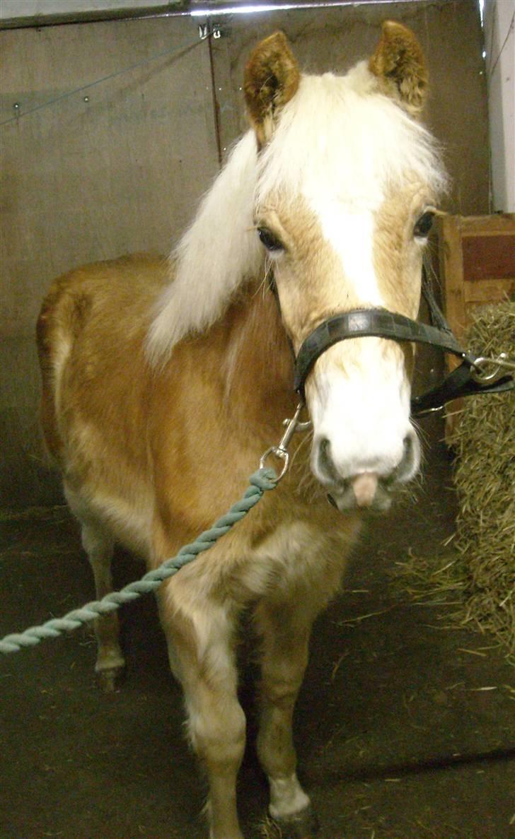 Haflinger Amadeus Lundsgaard(solgt) - selv små dejlige babyer må lære at stå bundet og blive børstet billede 7