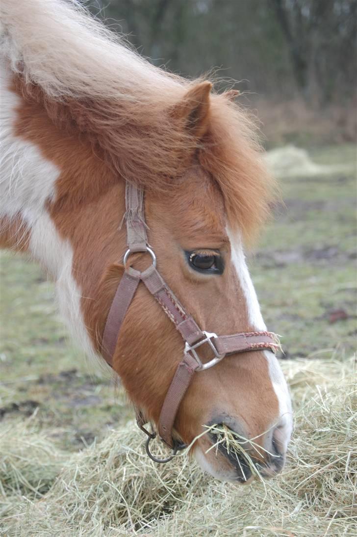 Anden særlig race Trille R.I.P. billede 7