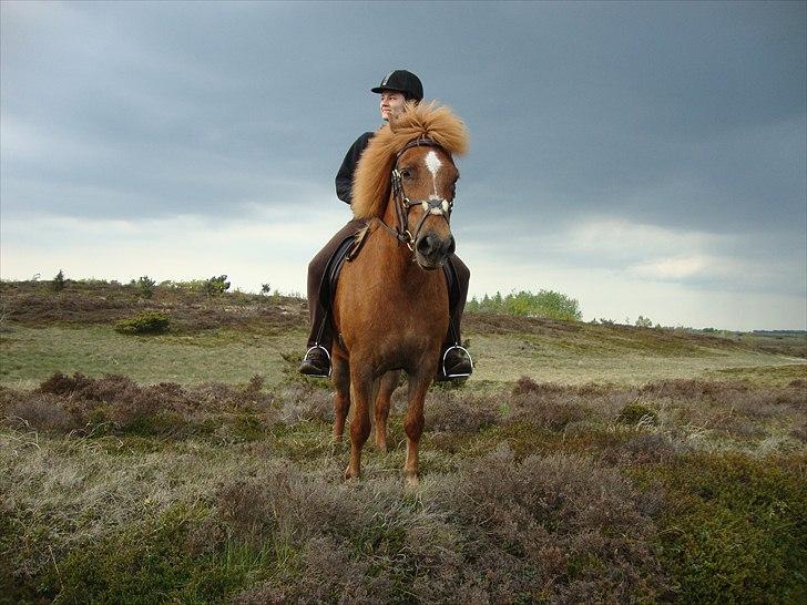 Islænder Mánadis - DET ER SÅ SØDT billede 14