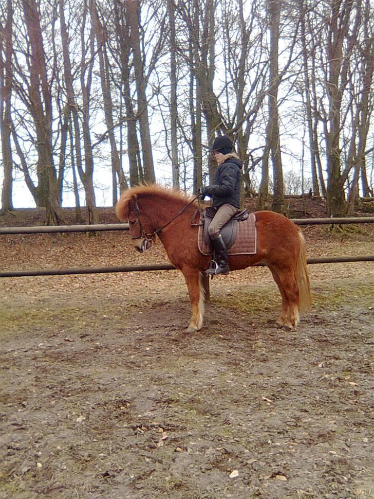 Islænder Mánadis - WOW en parade ( undskyld mine hænder) billede 15