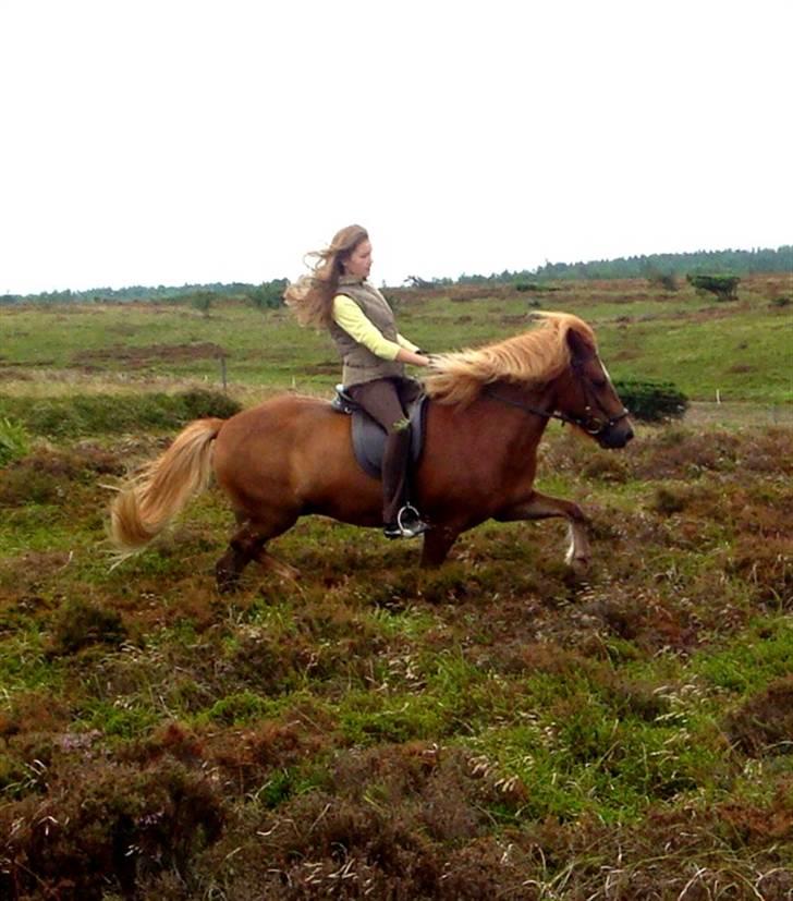 Islænder Mánadis - Whii. .  På tur <3 såå dygtig. . . fotograf: Tina billede 16