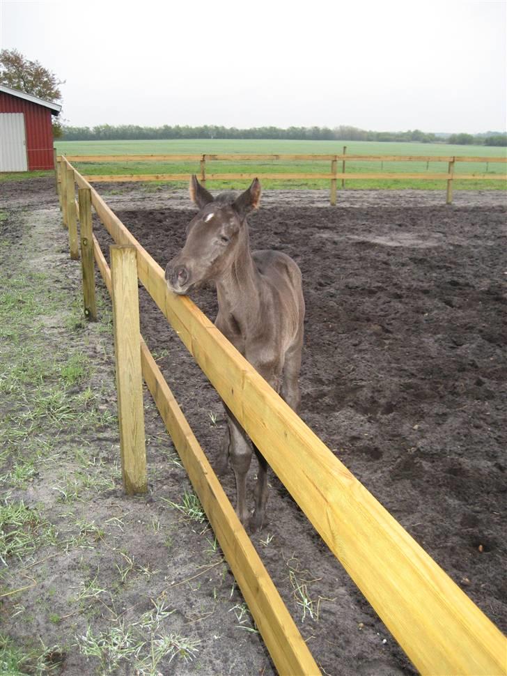Dansk Varmblod ROCKIE LANDSIG - Nurh! Lille charmetrold :) billede 21