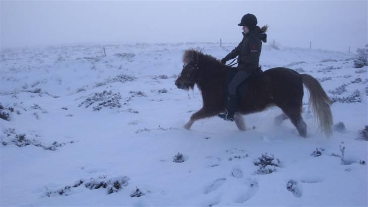 Islænder Mánadis - Mig og Mánadis i sne´en <3&#9829; billede 17