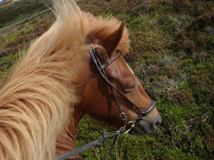 Islænder Mánadis - ja jeg elsker dig billede 18