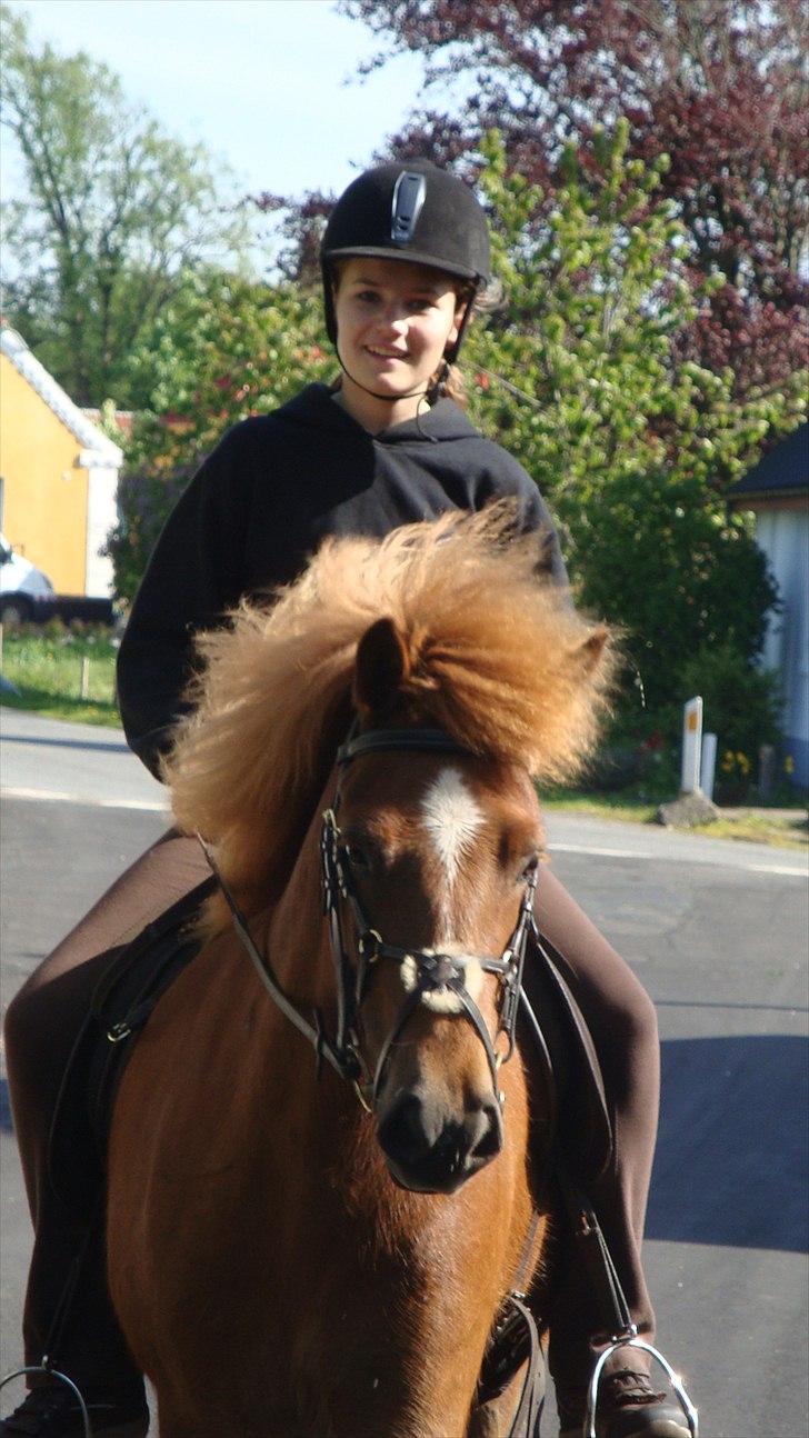 Islænder Mánadis - nårrr. billede 19