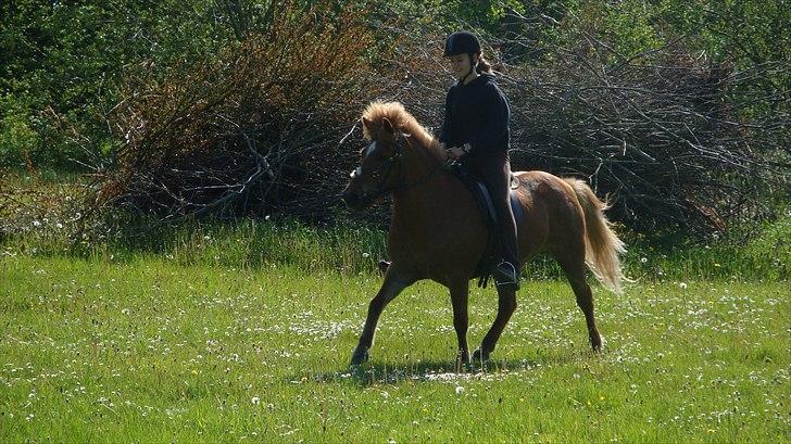 Islænder Mánadis - mig og mánamus i heden<3 billede 20