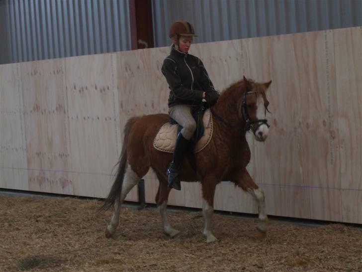Welsh Pony af Cob-type (sec C) Jupiter - Jupiter er ude at tulle med min kusine.. :) billede 1