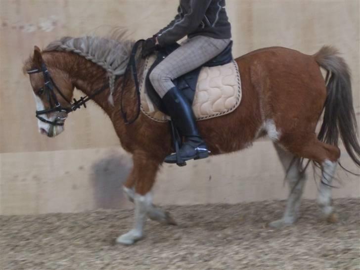 Welsh Pony af Cob-type (sec C) Jupiter - :) billede 2