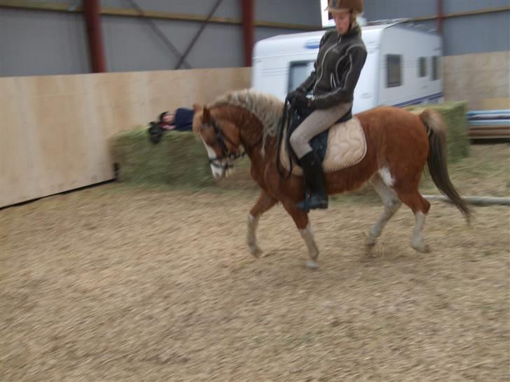 Welsh Pony af Cob-type (sec C) Jupiter - Dy-due - dy-due =] billede 3
