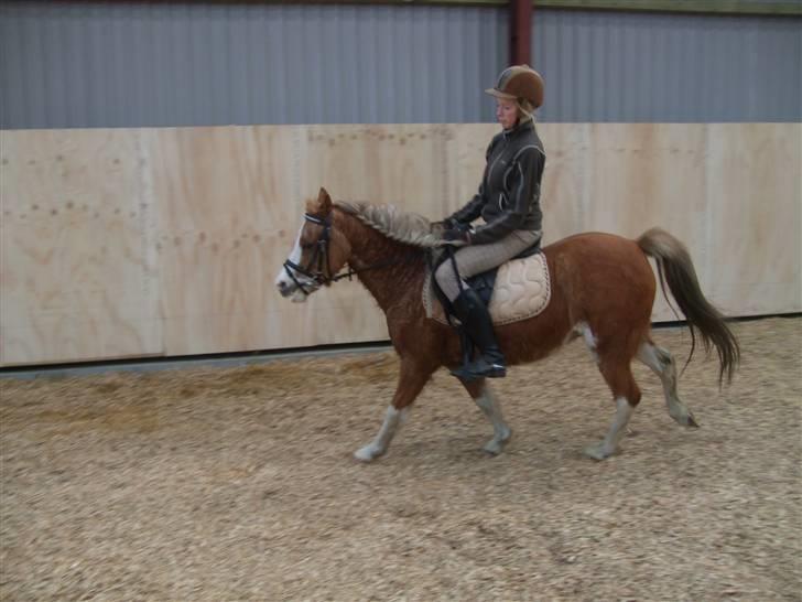 Welsh Pony af Cob-type (sec C) Jupiter - Jupiter nyder at få en pause.. :) billede 4
