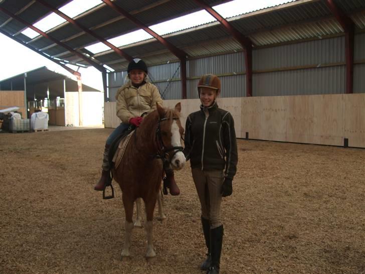 Welsh Pony af Cob-type (sec C) Jupiter - "Com on, jeg vil vider"  :) billede 5