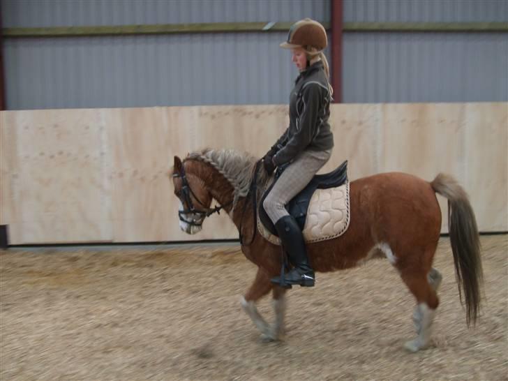 Welsh Pony af Cob-type (sec C) Jupiter - Ha Ha. Måske er hun lidt stor.. :) billede 6