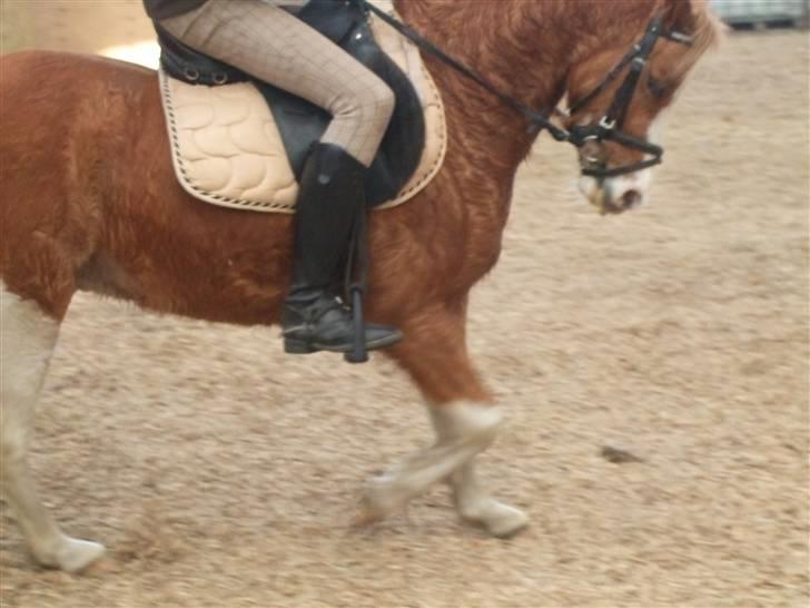 Welsh Pony af Cob-type (sec C) Jupiter - Sån´ skal det se ud.. :) billede 7