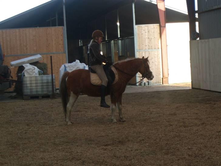 Welsh Pony af Cob-type (sec C) Jupiter - Måske lidt lange ben? =] billede 8