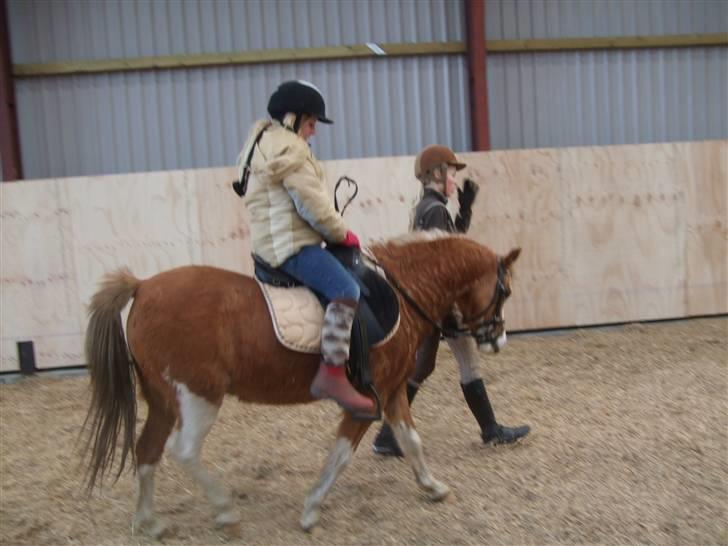 Welsh Pony af Cob-type (sec C) Jupiter billede 9