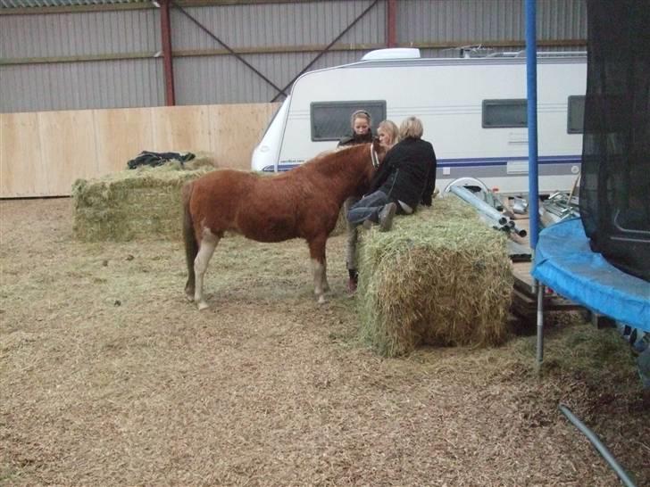 Welsh Pony af Cob-type (sec C) Jupiter - Der skal være tid til hygge.. :) billede 10