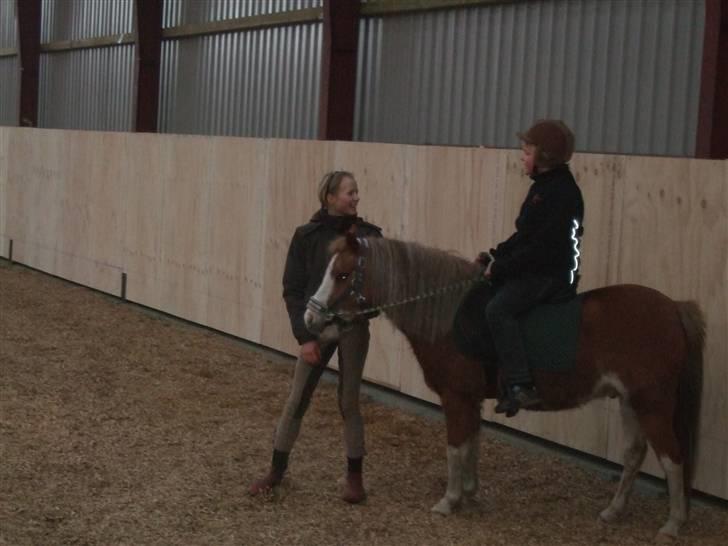Welsh Pony af Cob-type (sec C) Jupiter - Min storebror prøver.. :) billede 11