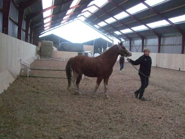 Welsh Pony af Cob-type (sec C) Jupiter - Håber i vil ligge en kommentar eller en bedømmelse, eller måske begge dele ? :) billede 12