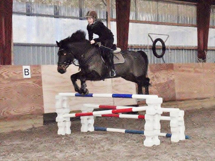 Anden særlig race Stella (solgt) - [15] we <3 jumping Foto: jus billede 14