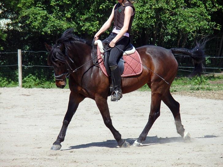 Anden særlig race Stella (solgt) - [16] 5 juni ´10 Foto: jus billede 15