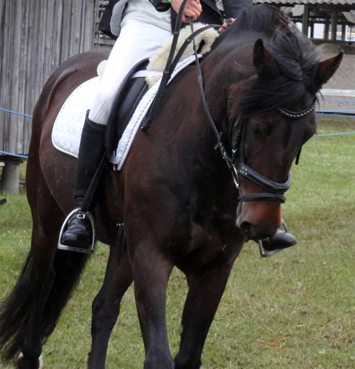 Anden særlig race Stella (solgt) - [17] Dressur på dyrskue 09 elsker det her billede! Foto: jus billede 16