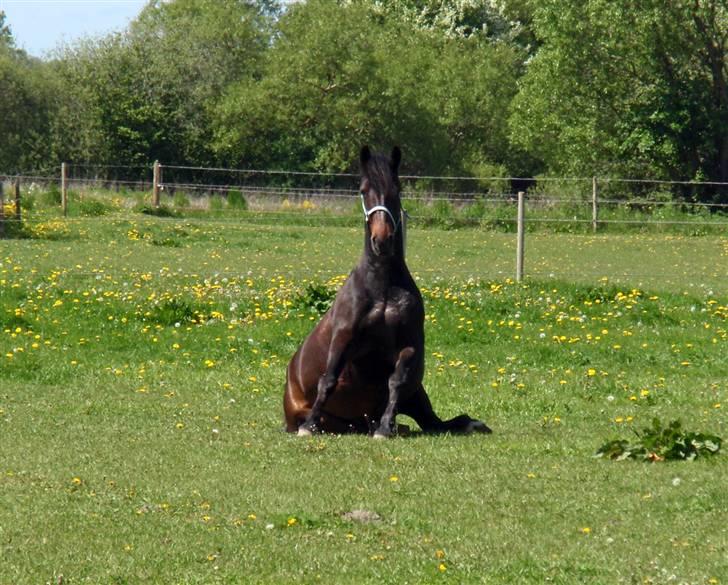 Anden særlig race Stella (solgt) - [19] Stella sidder på fold .<3 Foto: Mig billede 18