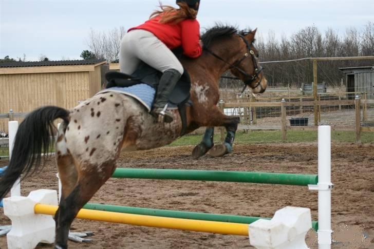 Knabstrupper Aastrupgaards Thor Gl. - spring på 80, thor har nok ikke sprunget over 80 siden 06 28 Feb. Foto: Anni billede 9