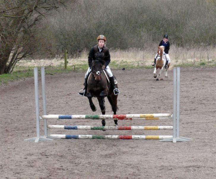 Anden særlig race Stella (solgt) - [20] Springstævne d. 21/3 09 Opvarmning.  Foto: jus billede 19