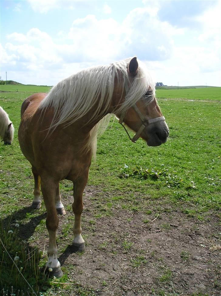Haflinger wilma (mullepigen) solgt billede 7