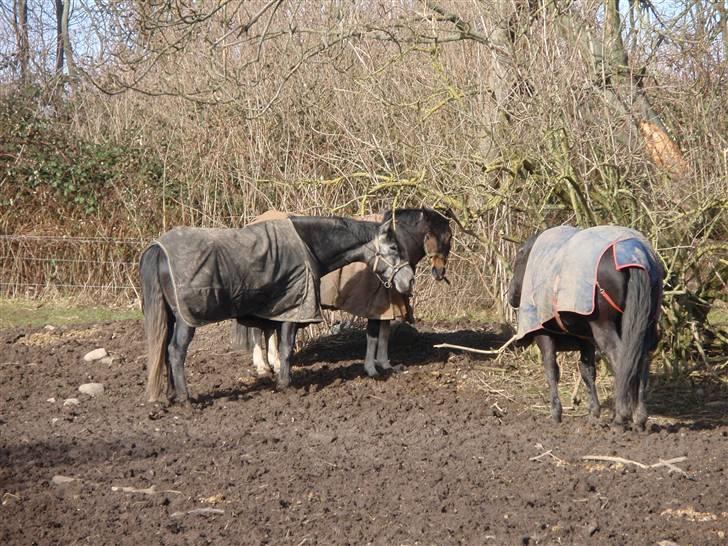 Anden særlig race Zahro -min gamle helpart - På fold billede 10