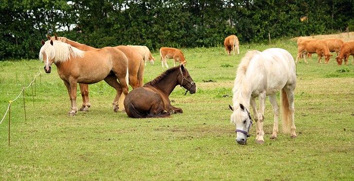 Haflinger wilma (mullepigen) solgt billede 8