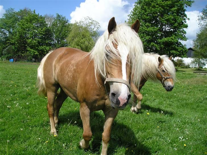 Haflinger wilma (mullepigen) solgt billede 9