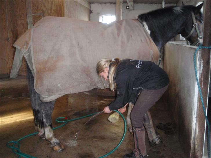 Anden særlig race Zahro -min gamle helpart billede 12