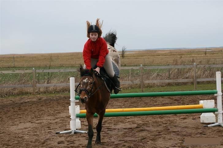 Knabstrupper Aastrupgaards Thor Gl. - 28 Feb Foto: Anni billede 12