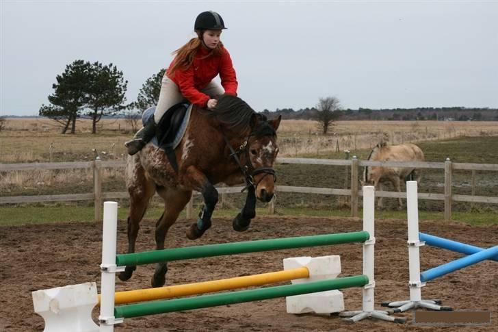 Knabstrupper Aastrupgaards Thor Gl. - kønt ser det jo ikke ud. Men vi kommer da over hver gang xD. 28 Feb Foto: Anni billede 13
