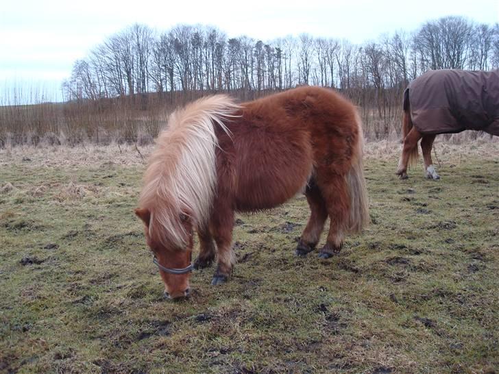 Shetlænder Sdr. Dams Hansina billede 4