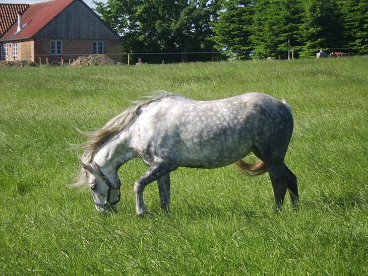 {{currentPhoto.altText}} billede {{currentPhoto.number}}